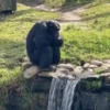 Monkys monitos  4