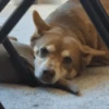 🐶 PERRITOS PAL GRUPO 🐾 10