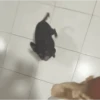 GIFs de Cachorros Reações 3 🐶 5