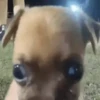 Dog gifs 2 8