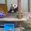 Pandas Fofinhos 🐼 26
