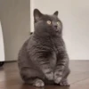 FuNnY CaTs ✨🐱 8