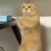 Michis Tóxicos Vol. 1 🐱💣 6