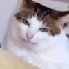 Gatos Curiosos 3😼👁️‍🗨️  12