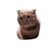 Meme Kucing Viral #2 🐱 7
