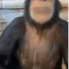 MEMES 🌟 7 🐒