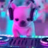 Perro pibble dog tiktok 6