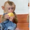 Más Monkys 🐵 10
