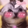 Gatos Curiosos 2😼👁️‍🗨️  18