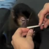 Monkykis 🐵🐵 9
