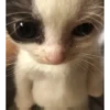 ANIMALITOS 2 🥺😍 7