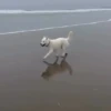 Cats and dogs 15