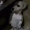 Dog gifs 2 7