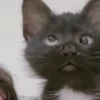 Banana cat 26