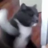 GATOS ANIMADOS 😭 7