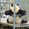 Pandas Fofinhos 🐼 11