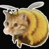Gatos  10