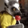Animais engraçados  7