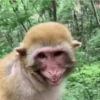Monos Moods🙊🙉 7