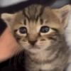Gatos 😺/⁠ᐠ⁠｡⁠ꞈ⁠｡⁠ᐟ⁠\ 7