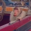Monos 4🐒 changos🙈 22