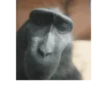 Macaco | Reações  13