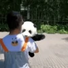 Pandas Fofinhos 🐼 24