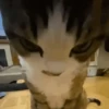 ANIMALITOS 2 🥺😍 11
