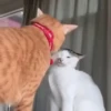 Котики для чата 🐾💬 6