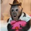 Monkys monitos  7