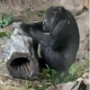 Monkeys random 9