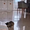 😻🐈‍⬛ Cats 5 M Tiktok 📱 8