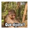 Que dijiste?