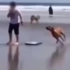 Cats and dogs 5