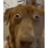 New Memes 27