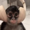 Monos 5🐒Changos 🙉 26