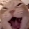 Gatos reagindo 6