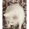 Cat meme 8