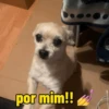 Cachorros debochados 5