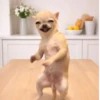Perritos con actitud 2 📲🐕 14