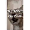 Cane 13
