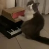 Gatos sin Sentido 2😺🖤 18