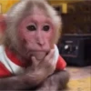 Punch monkey mono macaco 9