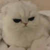 💙🐱Michitos reacciones🐱💙 10