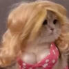 Gatos 2 20