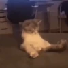 Reacciones gatunas🐱🤪 11