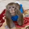 Monos Moods🙊🙉 6