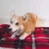 Reações do cão 3
