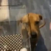 Cats and dogs 27