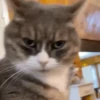 💙🐱Michitos reacciones🐱💙 6